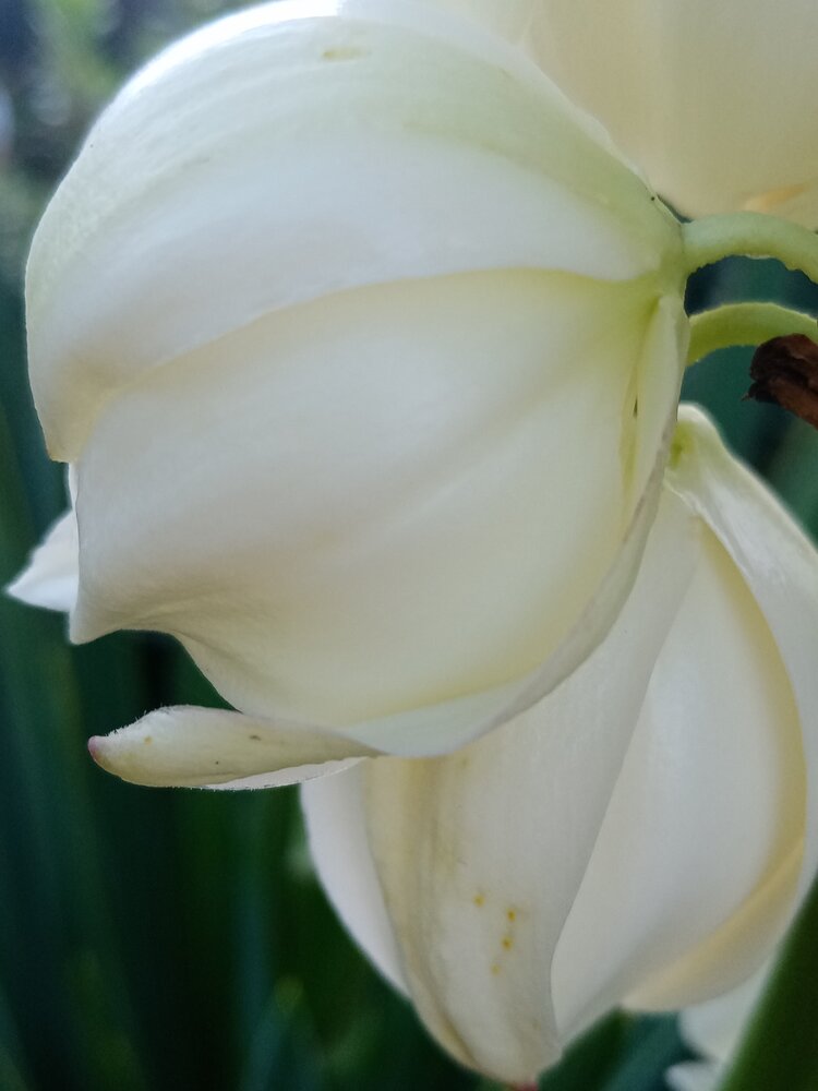 靓丽秀美幽香丝兰