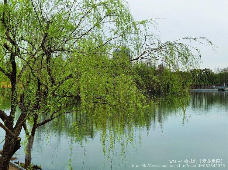 梅花红【爱花家园】