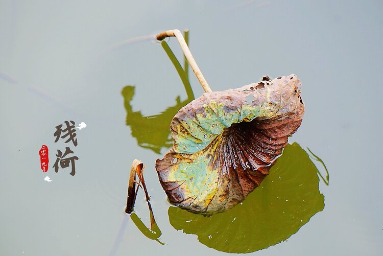 大海【文声汇影】