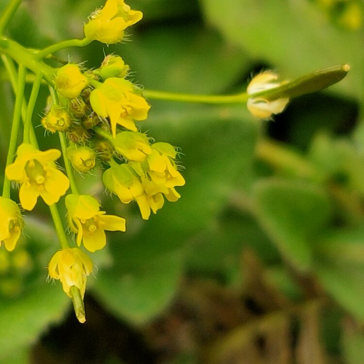 植物葶苈,在我国东北,华北,华东的江苏和浙江,西北,西南的四川及西藏