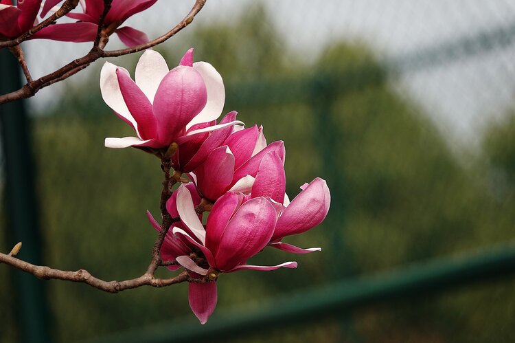 红玉兰花