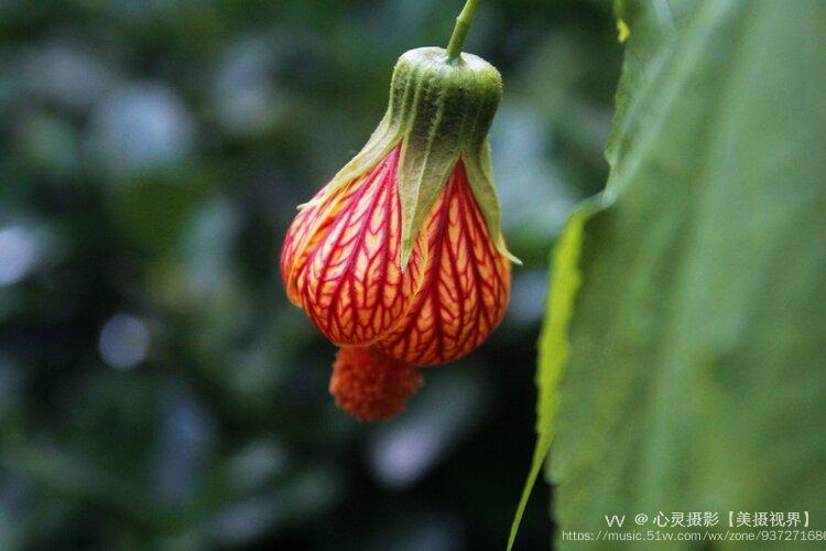 金铃花属锦葵科苘麻属植物,别名灯笼花,网花苘麻,纹瓣悬铃花等.