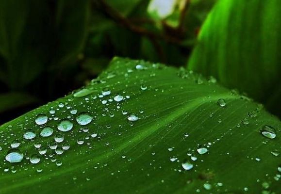 首发雨打芭蕉叶露清一
