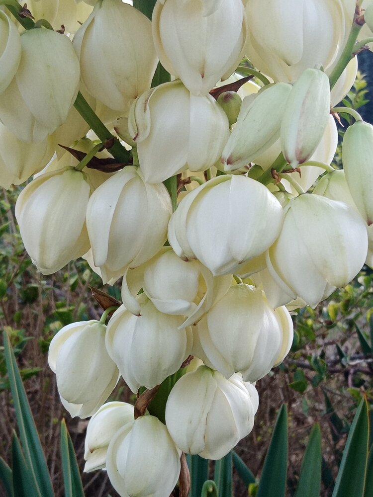 靓丽秀美幽香丝兰