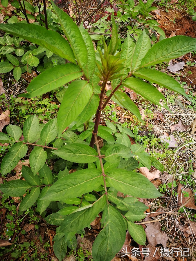 我的美文接骨草首发