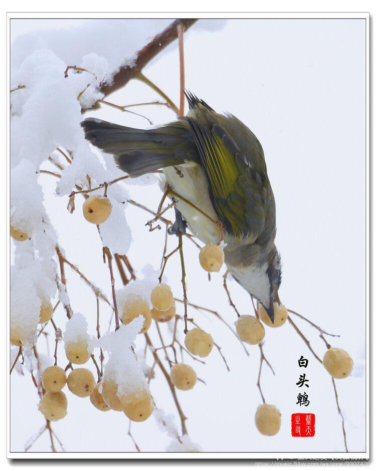 雪中吃果果61白头鹎