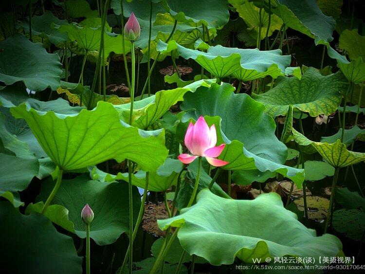 风轻云淡(谈)【美摄视界】