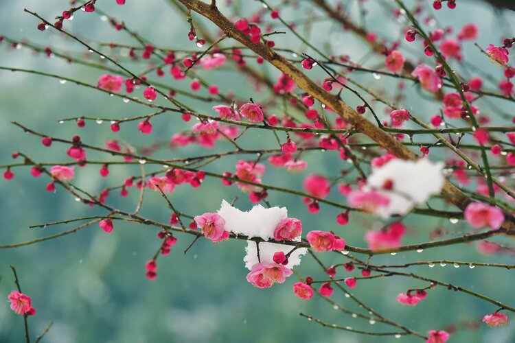 雪里梅花