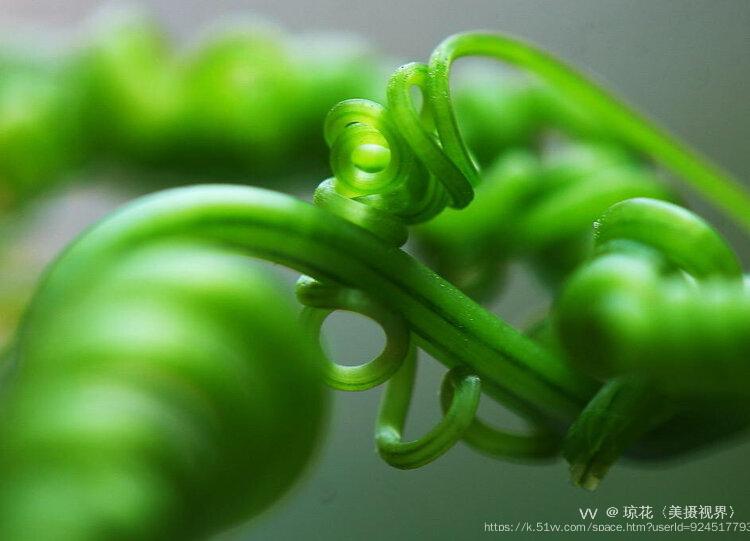 琼花〈美摄视界〉
