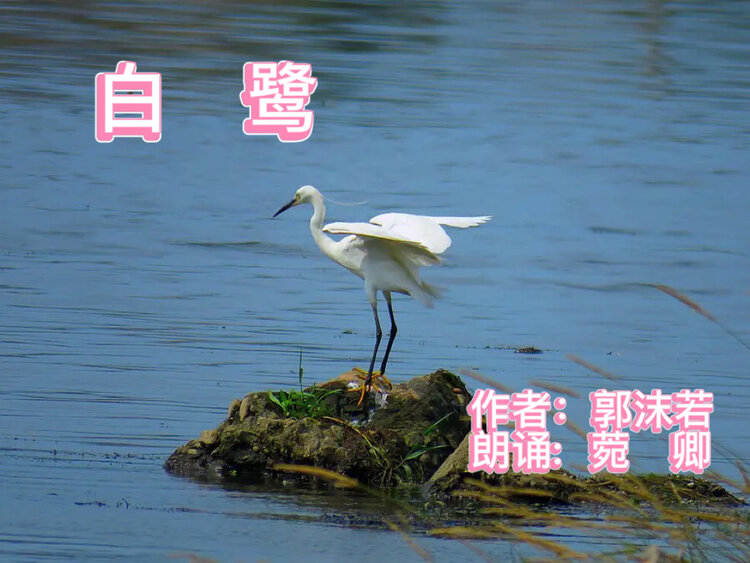 作者:郭沫若朗诵:菀    卿白鹭是一首精巧的诗.