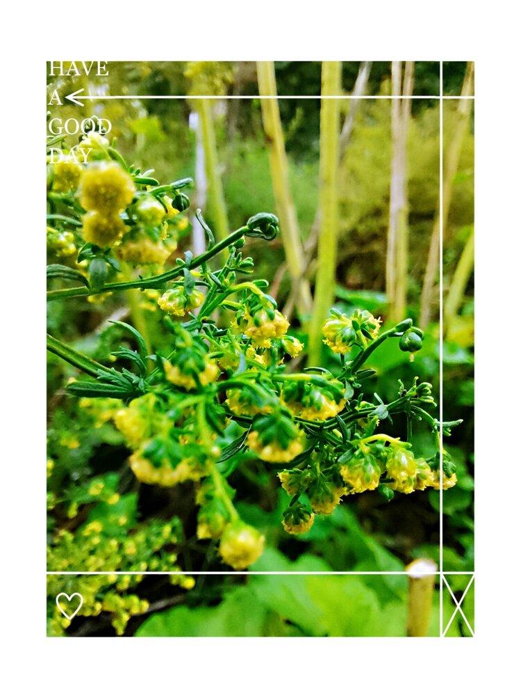 首发追光逐影黄花蒿