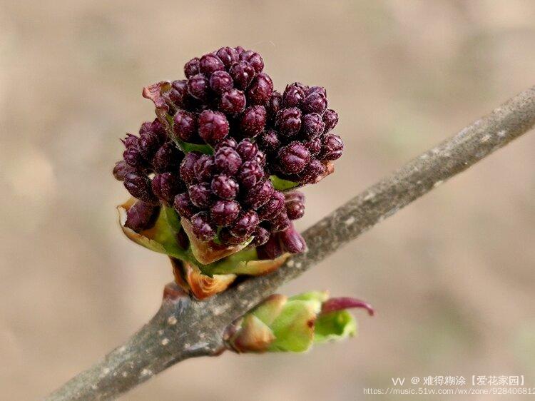 微距紫丁香花苞vv首发