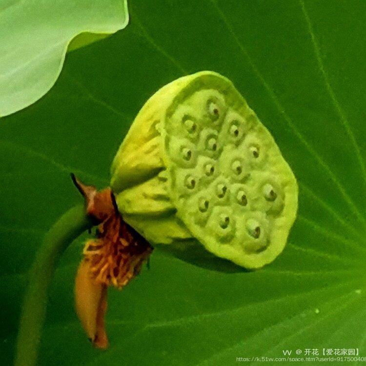 开花【爱花家园】