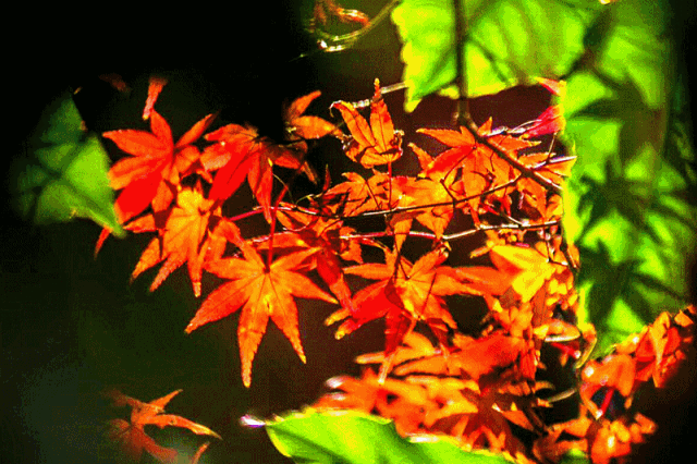 秋,是一個美麗的季節秋天,天氣變涼樹葉黃了小草悄悄枯萎小花凋零風兒