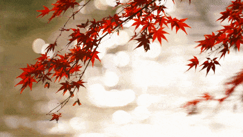 500_281gif 动态图 动图