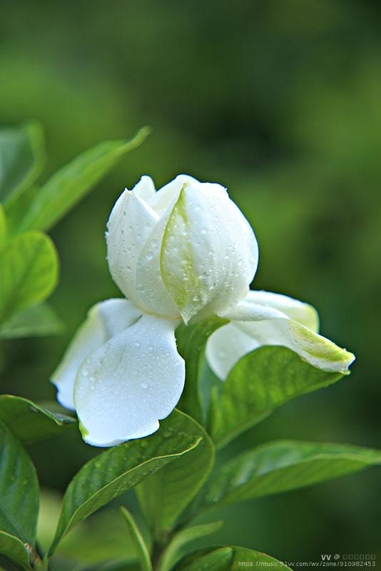 演唱:劉若英音樂:梔子花開圖文:優雅姐姐