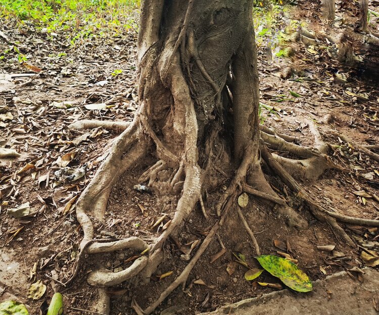 根植大地荫蔽人间