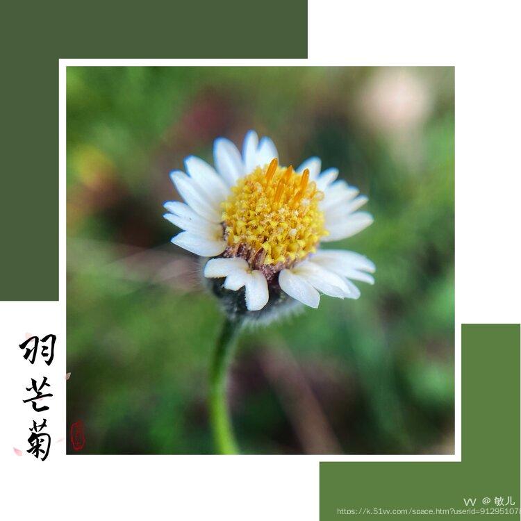 敏儿