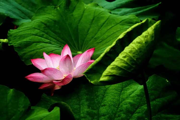 【西窗剪烛】诗群文友老师(排列不分顺序)配文音乐:青莲花图片来源