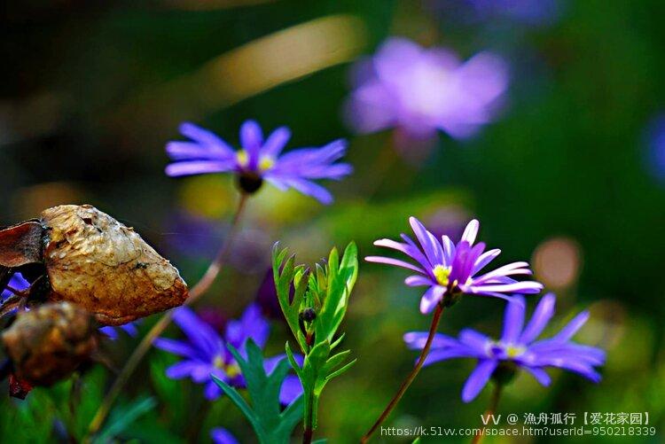 漁舟孤行【爱花家园】