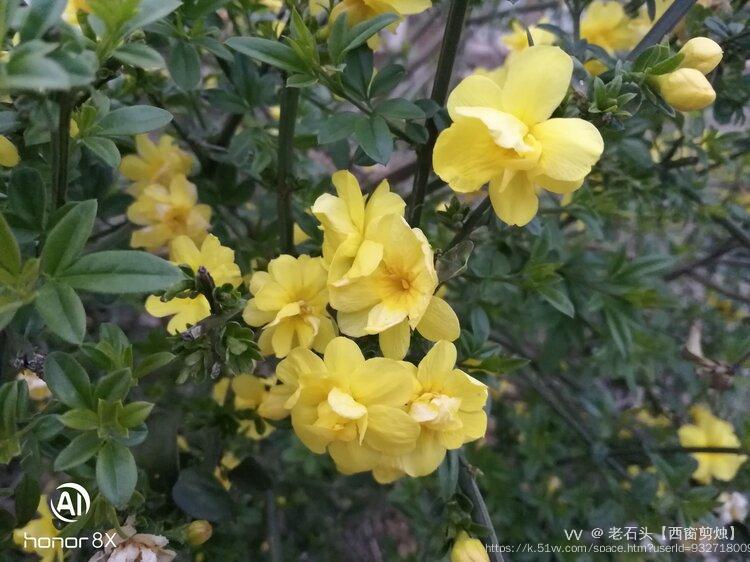 老石头【西窗剪烛】