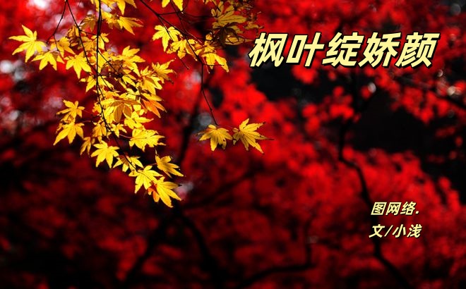 小浅🎤V娱热点