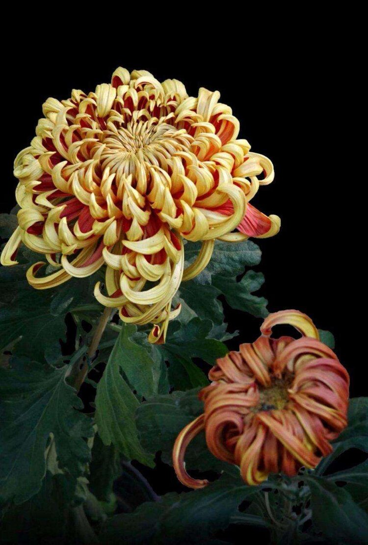 首发寿客花开始觉秋