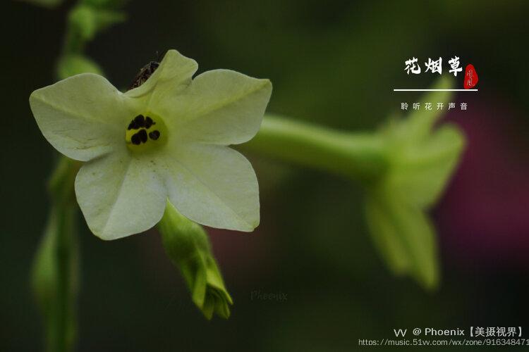 摘自網絡花菸草又叫菸草花,由於植株緊湊,連續開花,是優美的花壇