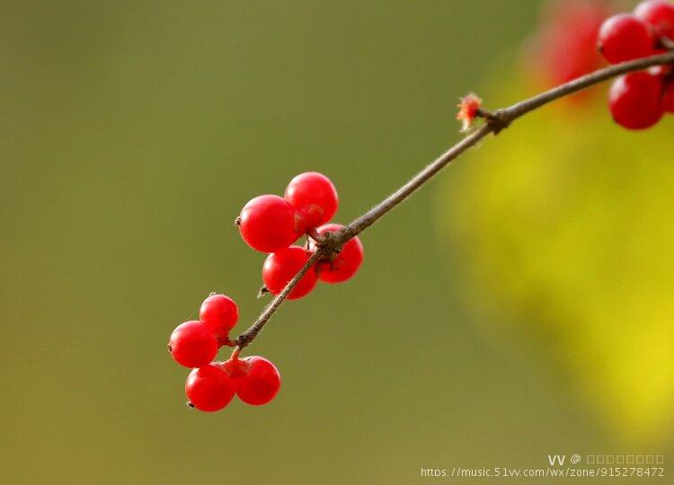 忍冬果为金银木的果实.