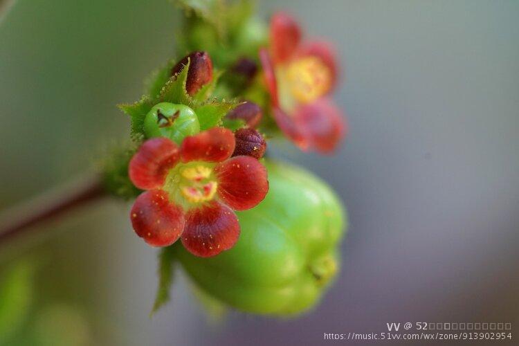 90  90观赏药用功效卓花红果绿富油脂边开花来边结果棉叶珊瑚生