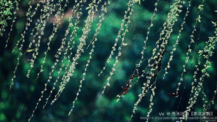 秀水涟漪【爱花家园】