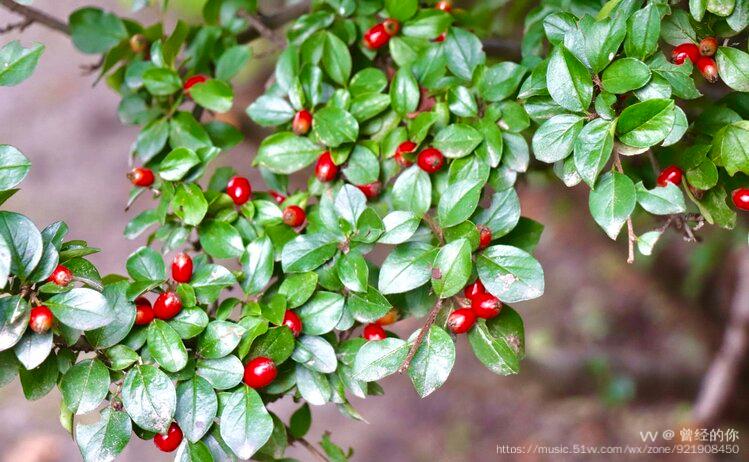 首发小叶栒子果2