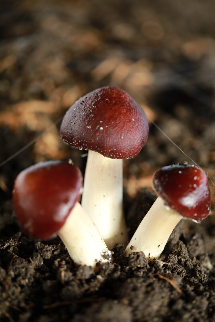 原片微距摄影松茸