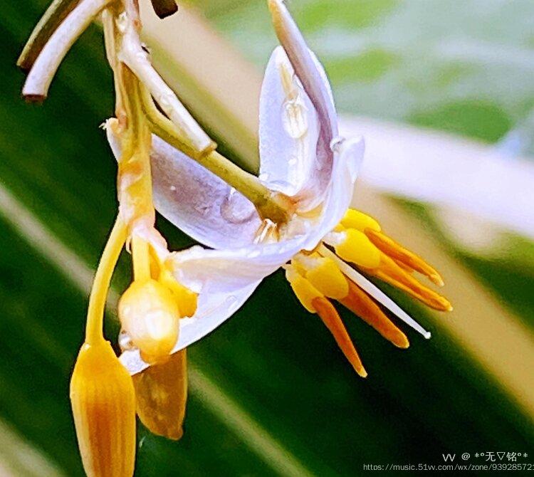 桔梗蘭是百合科的草本植物,主要有兩種:第一種是金線桔梗蘭;第二種是