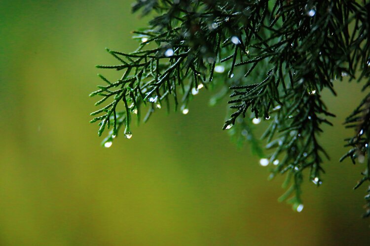 雨露