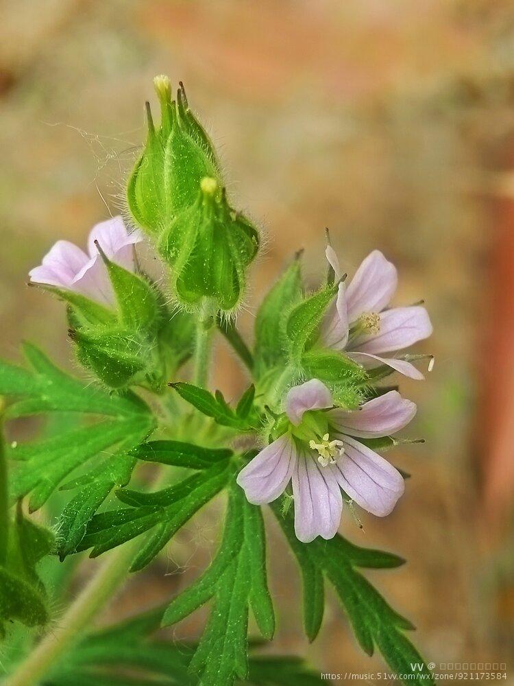 老鹳草【首发】