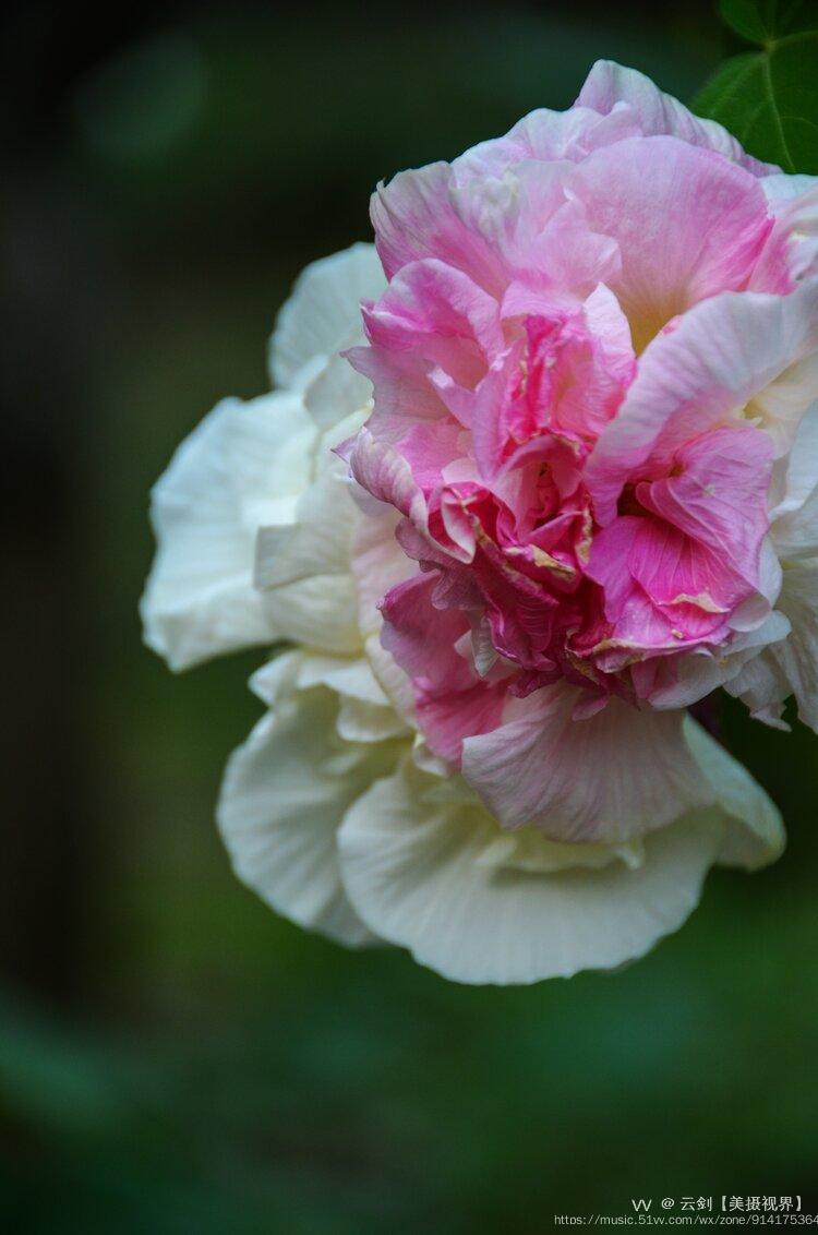 木芙蓉花的花语之所以有贞操,纯洁的寓意,是因为木芙蓉有一个美丽的