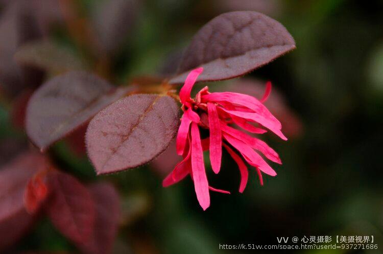 心灵摄影【美摄视界】