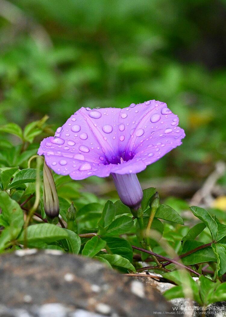 雨后牵牛花