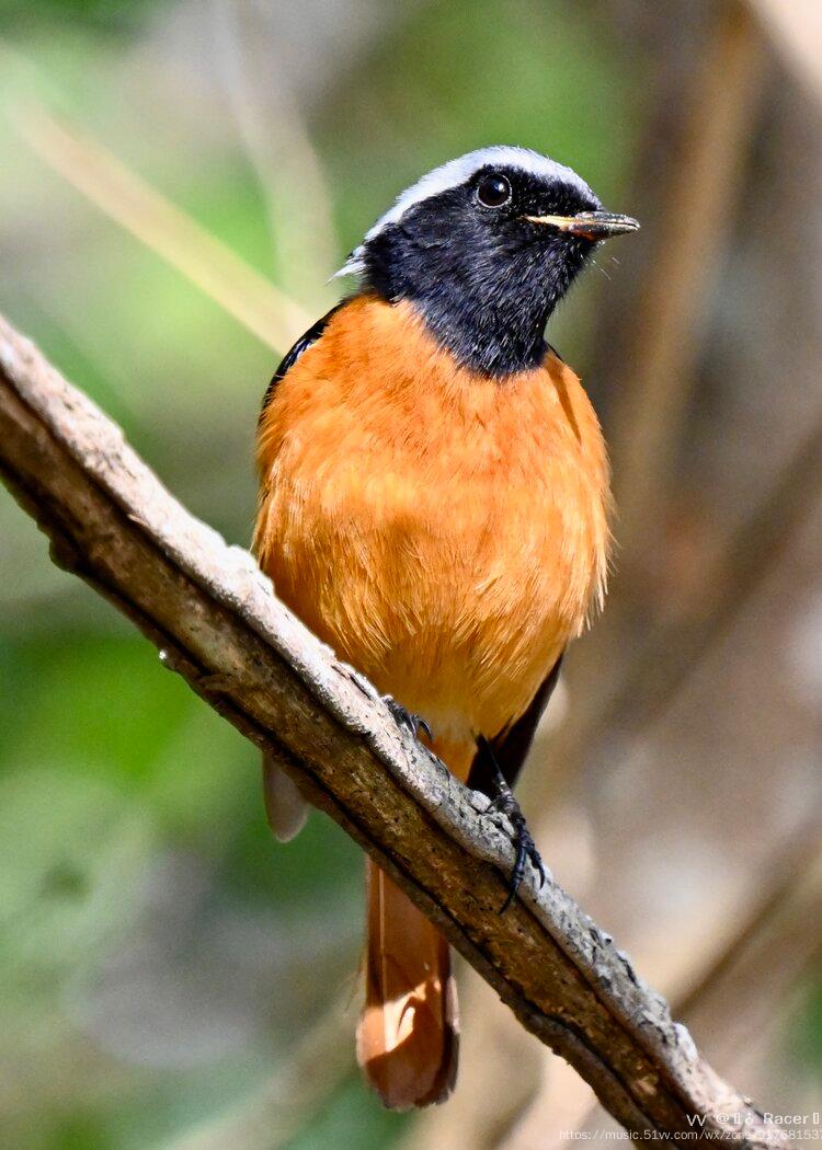 风度翩翩的冬候鸟黄尾鸲