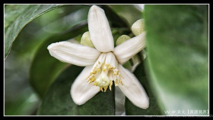 小东大东杼柚其空柚子树开花首发