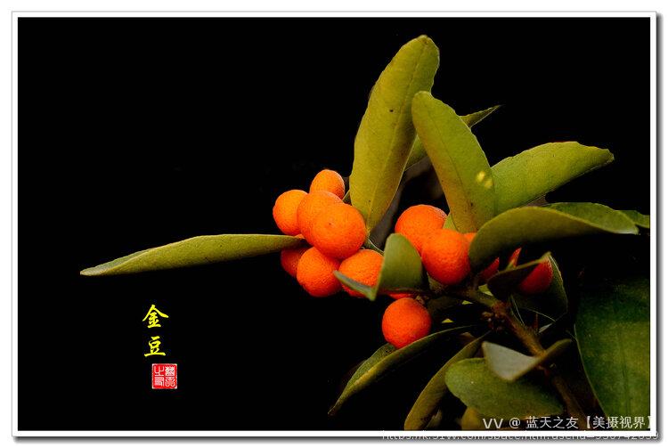 蓝天之友【美摄视界】