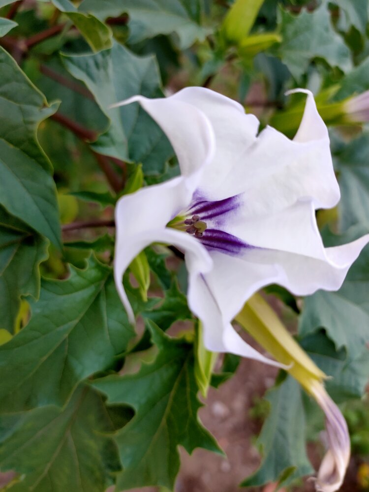 大喇叭花,山茄子,夕顏,醉心花,狗核桃,醉仙桃等,果實名為:狗核桃,毛