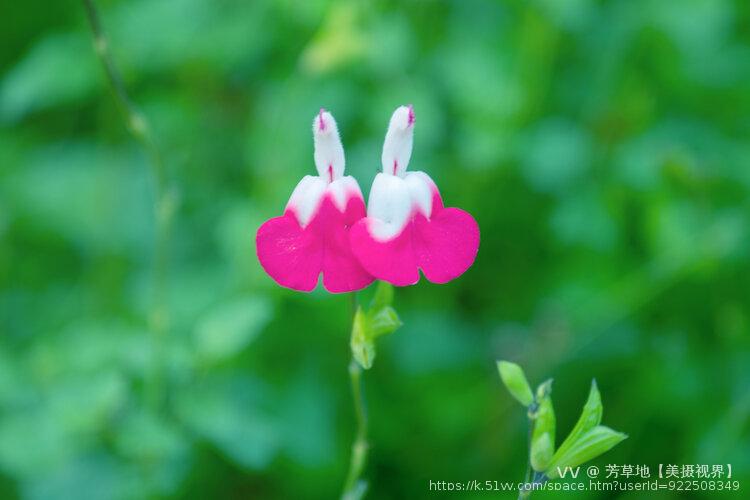芳草地【美摄视界】