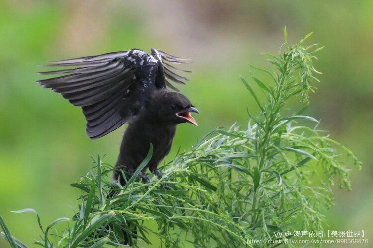 黑卷尾是雀形目卷尾科的鸟类.全长约30厘米.