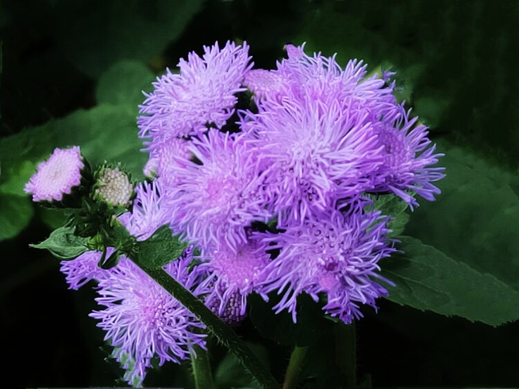 毛茸茸的熊耳草首发