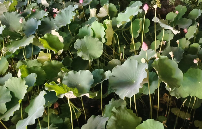 雪儿🎤V娱热点