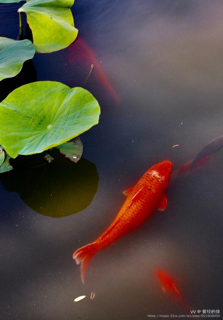 首发行摄广粤鱼戏荷塘