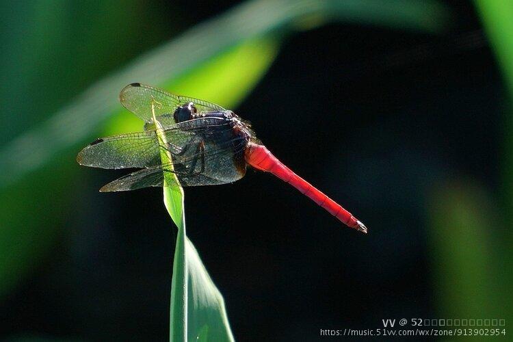 霜白蜻蜓姿态美