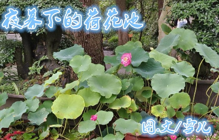 雪儿🎤V娱热点